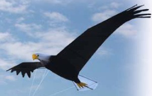 Paridise Bird